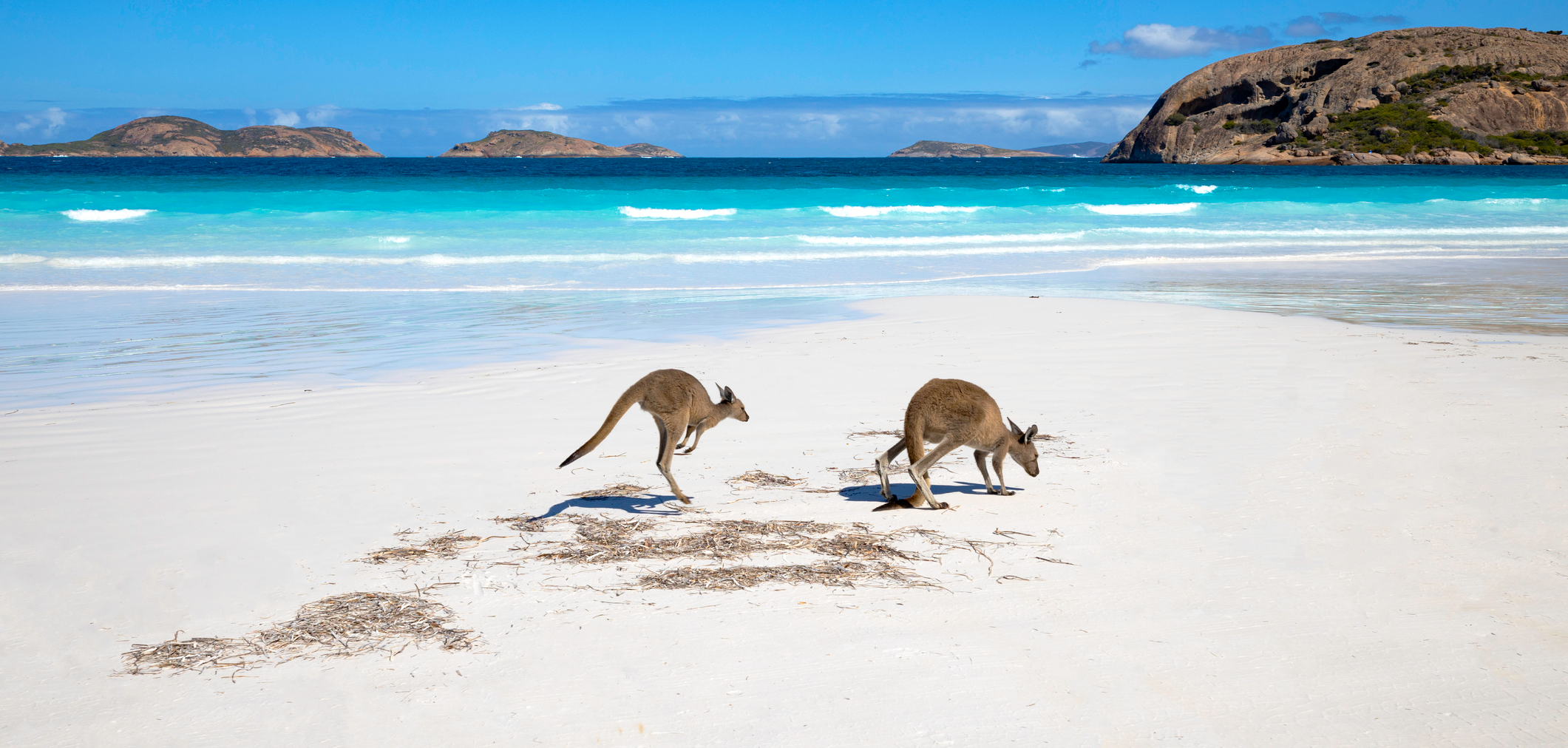 Kangaroo family on the beach of Lucky bay, Esperance, Western Australia Mediserve